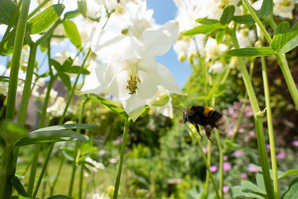 Bee in flight macro photography